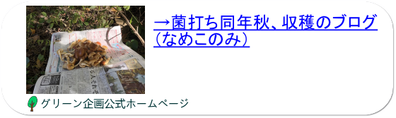 きのこの菌打ち1度目の秋。初収穫にビックリ！！
