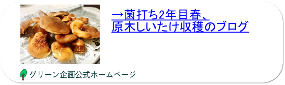 菌打ち翌々年（2年目）春の原木しいたけ