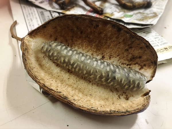 りこぼう採りとあけび狩り🍄