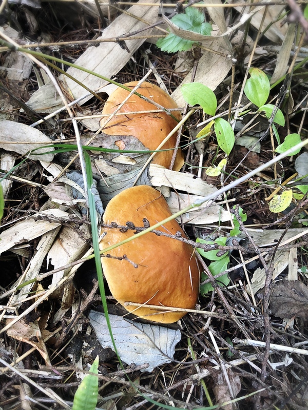 りこぼう採りとあけび狩り🍄