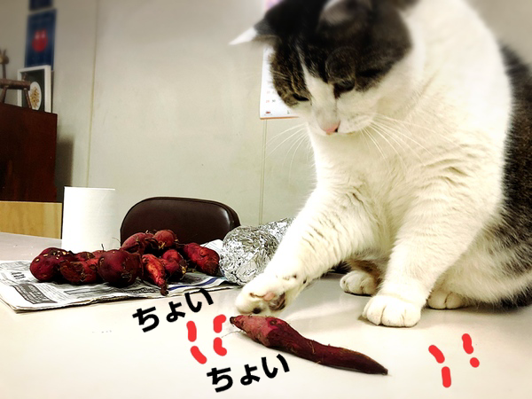 さつまいも失敗作・・・つる返ししないとこうなる