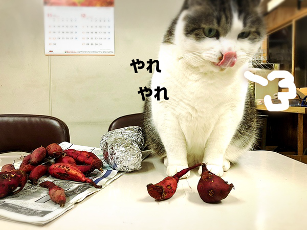 さつまいも失敗作・・・つる返ししないとこうなる