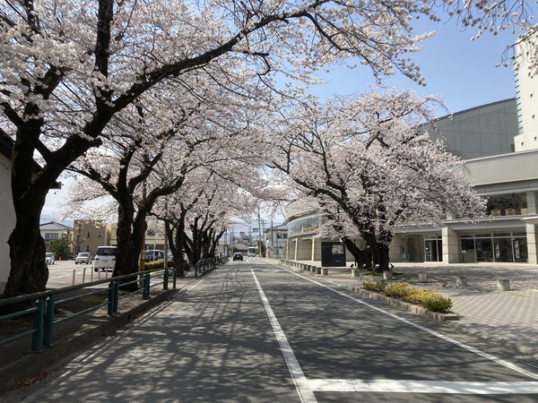 塩尻市も、桜が満開になりました