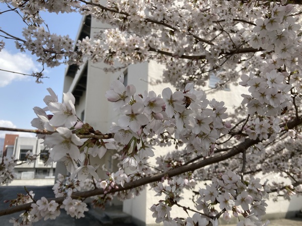 塩尻市も、桜が満開になりました