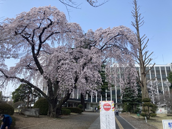 塩尻市も、桜が満開になりました