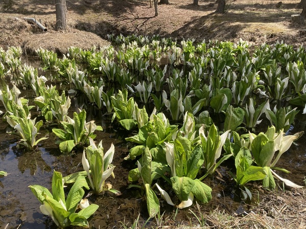 チロルの森の隣にある紅葉山の水芭蕉の池に、水芭蕉が満開になりました。