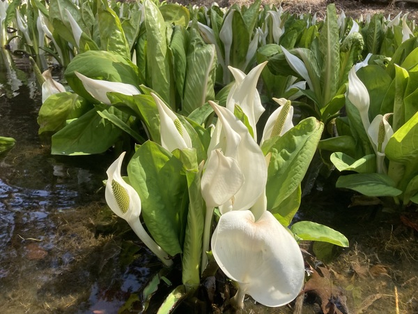 チロルの森の隣にある紅葉山の水芭蕉の池に、水芭蕉が満開になりました。