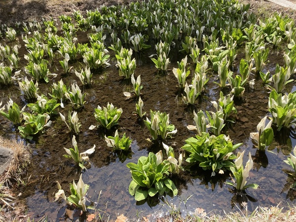 チロルの森の隣にある紅葉山の水芭蕉の池に、水芭蕉が満開になりました。