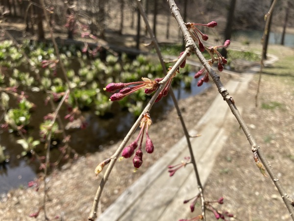 チロルの森の隣にある紅葉山の水芭蕉の池に、水芭蕉が満開になりました。