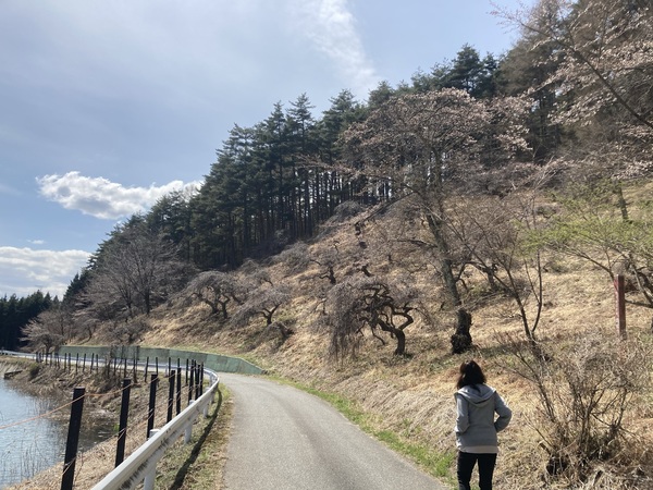 チロルの森の隣にある紅葉山の水芭蕉の池に、水芭蕉が満開になりました。