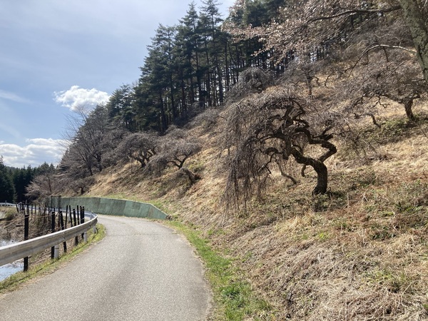 しだれ栗