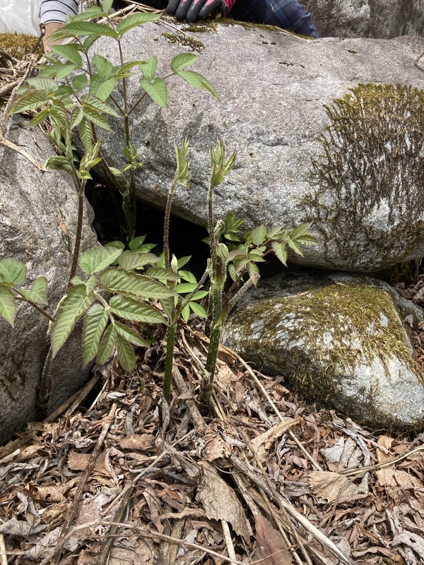 新穂高へ山菜狩りに