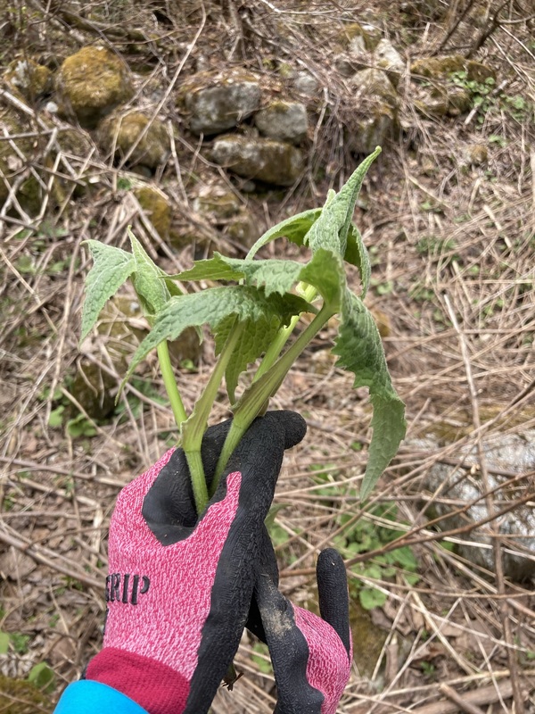 新穂高へ山菜狩りに
