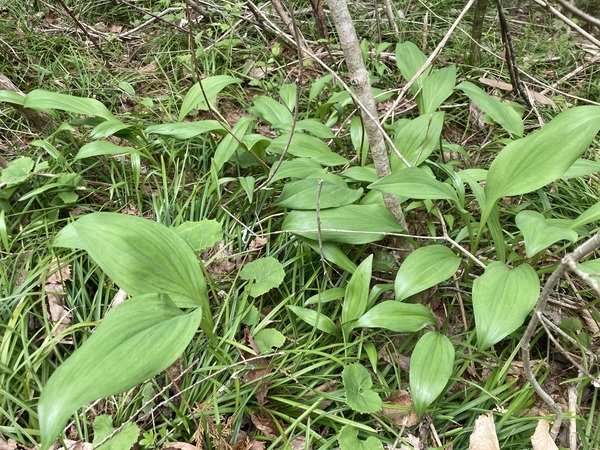 新穂高へ山菜狩りに