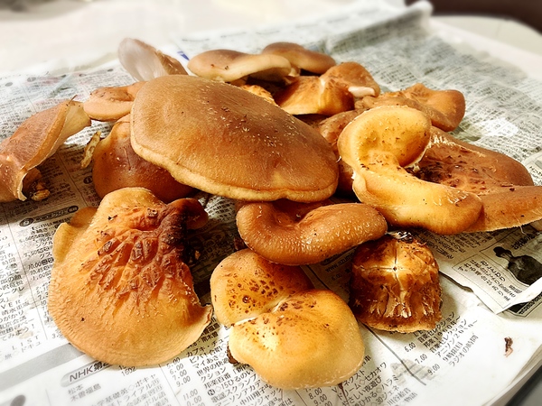 原木しいたけ2年目春！収穫しました(/・ω・)/