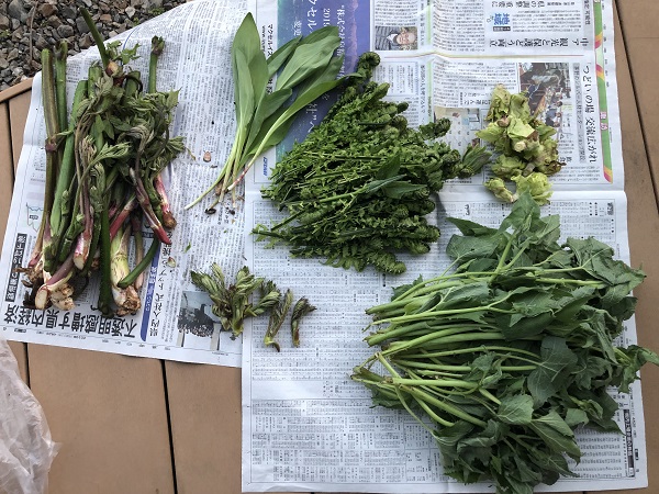 新穂高へ山菜狩りに