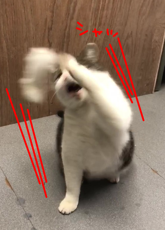 にゃんこ日記～気乗りしない時はハマの番長風に～