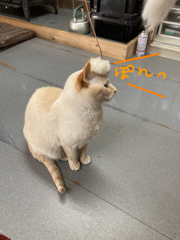 にゃんこ日記～気乗りしない時はハマの番長風に～