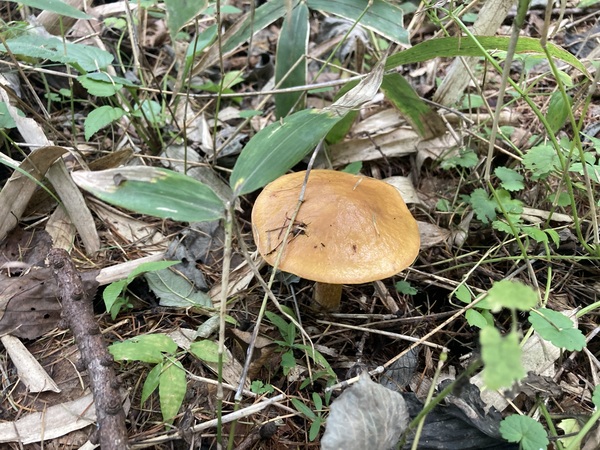 今年も、りこぼうを採りました🍄