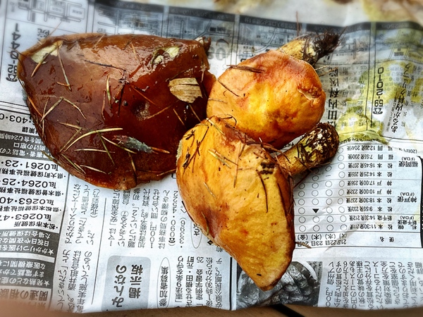 今年も、りこぼうを採りました🍄