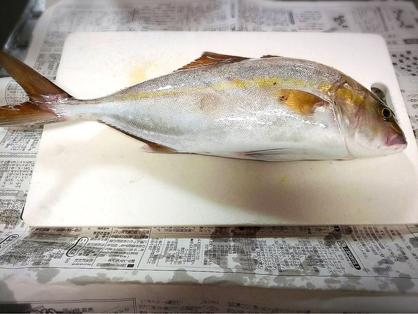 やっと釣りに行ってきました～相模湾平塚港発の釣り船『庄治郎丸』にて～