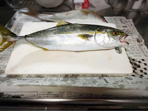 やっと釣りに行ってきました～相模湾平塚港発の釣り船『庄治郎丸』にて～