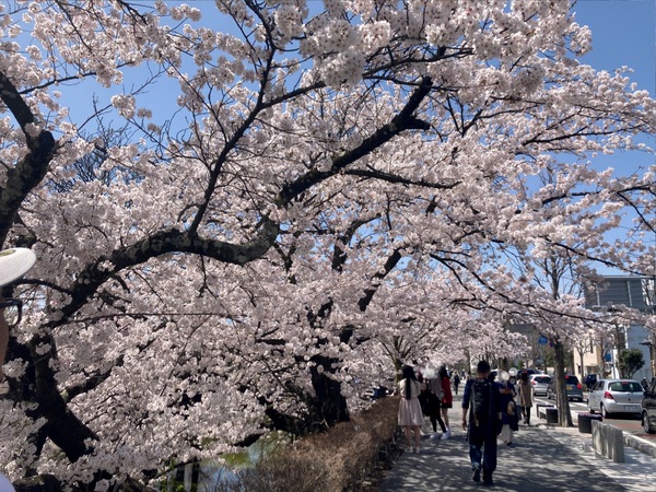 国宝・松本城にお花見に行ってきました