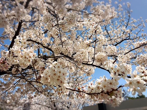 国宝・松本城にお花見に行ってきました