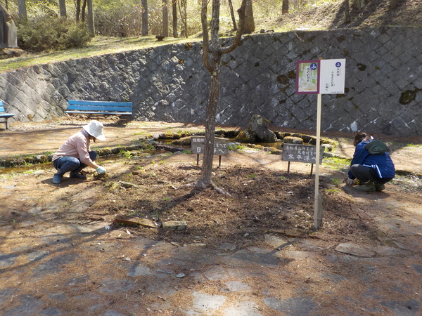 塩尻市善知鳥峠 分水嶺公園の花植えボランティア