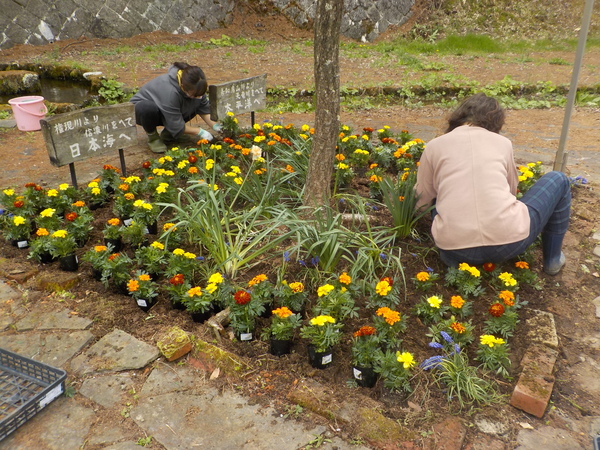 塩尻市善知鳥峠 分水嶺公園の花植えボランティア