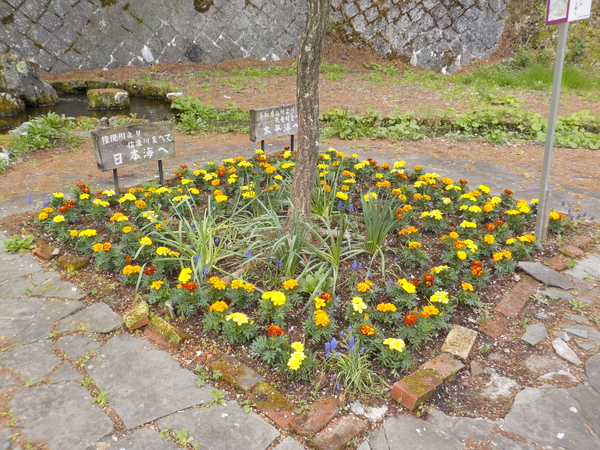 塩尻市善知鳥峠 分水嶺公園の花植えボランティア