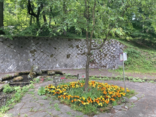 塩尻市善知鳥峠 分水嶺公園の花植えボランティア