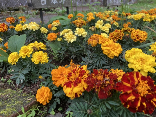 塩尻市善知鳥峠 分水嶺公園の花植えボランティア