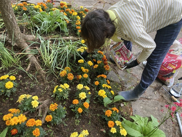 塩尻市善知鳥峠 分水嶺公園の花植えボランティア