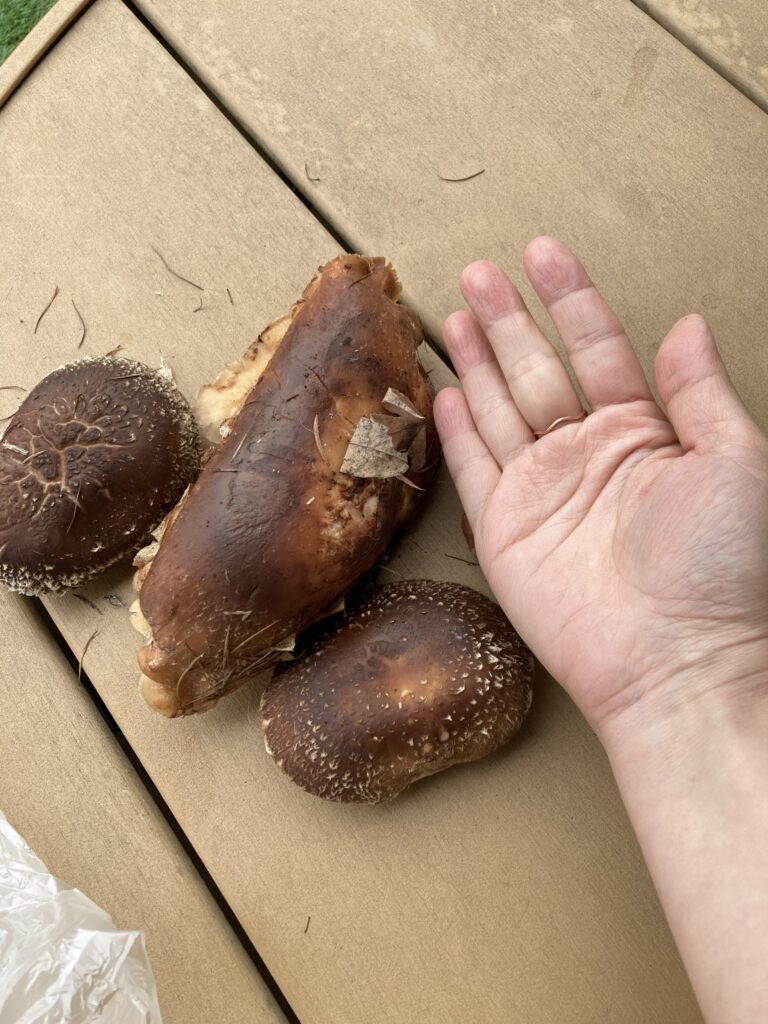 原木シイタケの栽培から収穫へ～採れたて肉厚シイタケでおいしいおかず～
