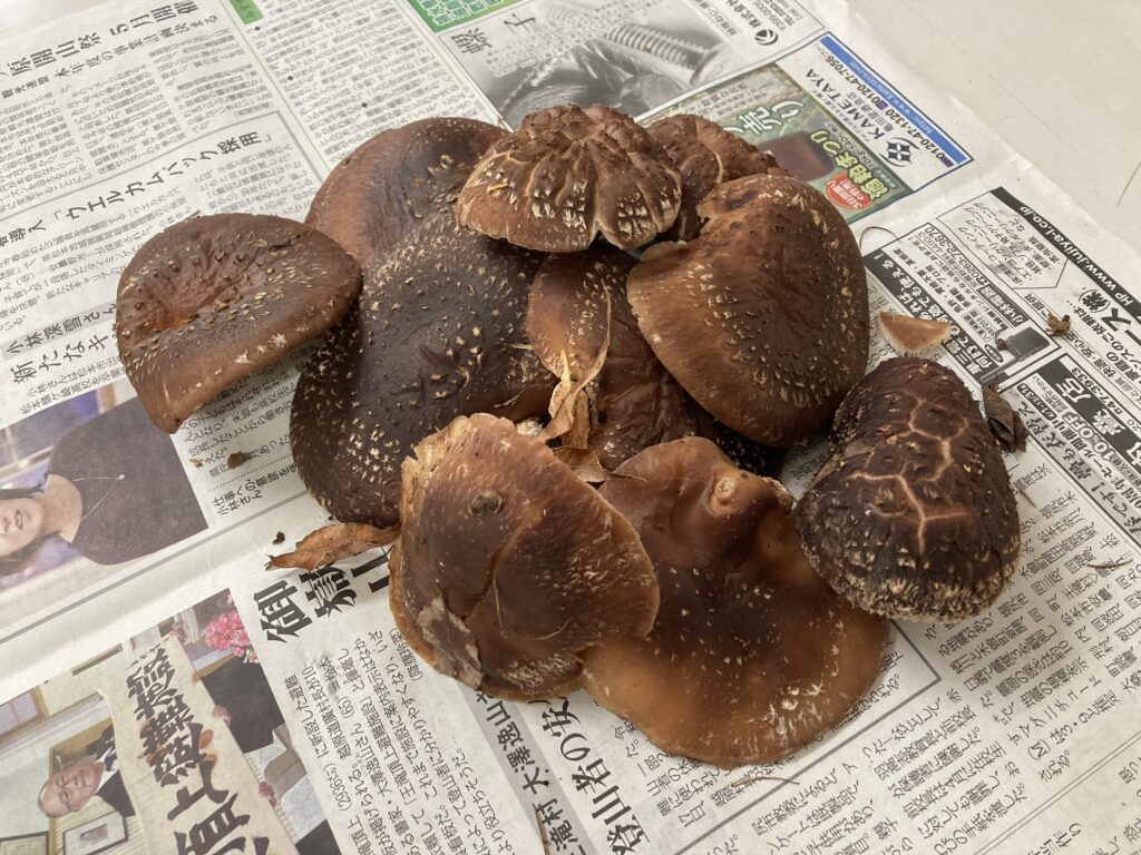 原木シイタケの栽培から収穫へ～採れたて肉厚シイタケでおいしいおかず～