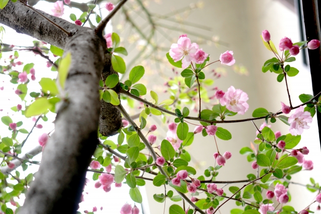 「手入れがしやすい」「花がきれいな」「紅葉がきれい」「シンボルツリー」など庭師おすすめの庭木　花海棠（ハナカイドウ）