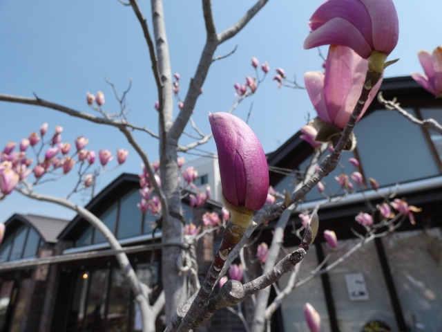 「手入れがしやすい」「花がきれいな」「紅葉がきれい」「シンボルツリー」など庭師おすすめの庭木　もくれん