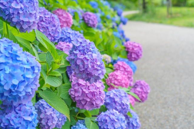 「手入れがしやすい」「花がきれいな」「紅葉がきれい」「シンボルツリー」など庭師おすすめの庭木　アジサイ