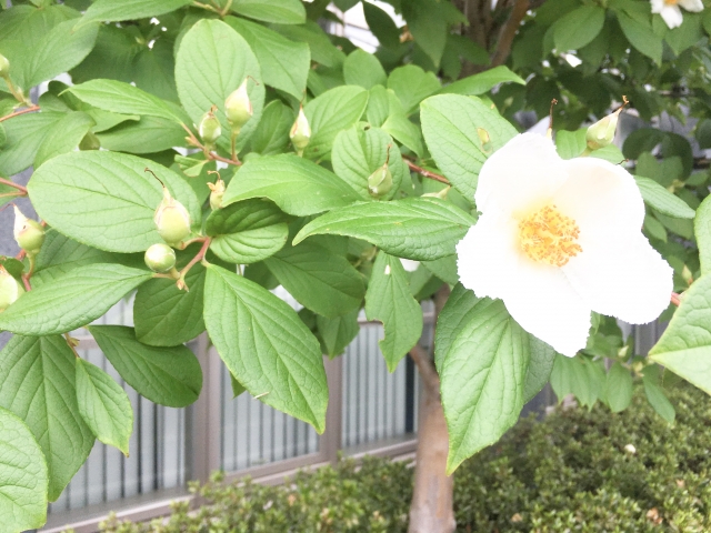 「手入れがしやすい」「花がきれいな」「紅葉がきれい」「シンボルツリー」など庭師おすすめの庭木　ナツツバキ