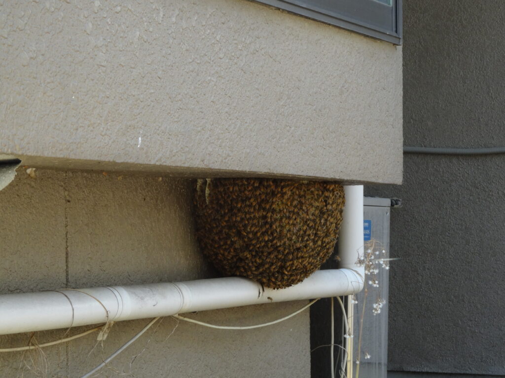 蜂の巣撤去して採れたて蜂蜜食べました🐝