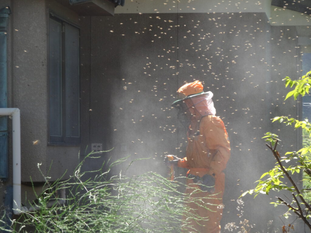 蜂の巣撤去して採れたて蜂蜜食べました🐝