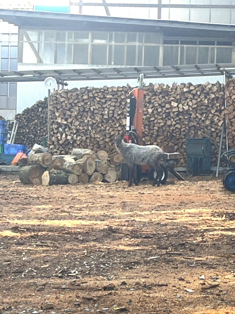 かもしかが遊びに来ました