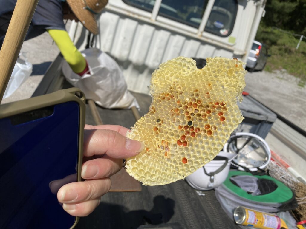 honey