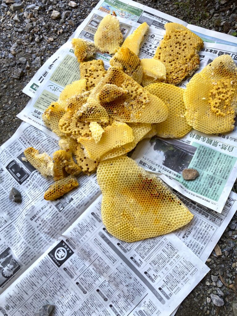 蜂の巣撤去して採れたて蜂蜜食べました🐝