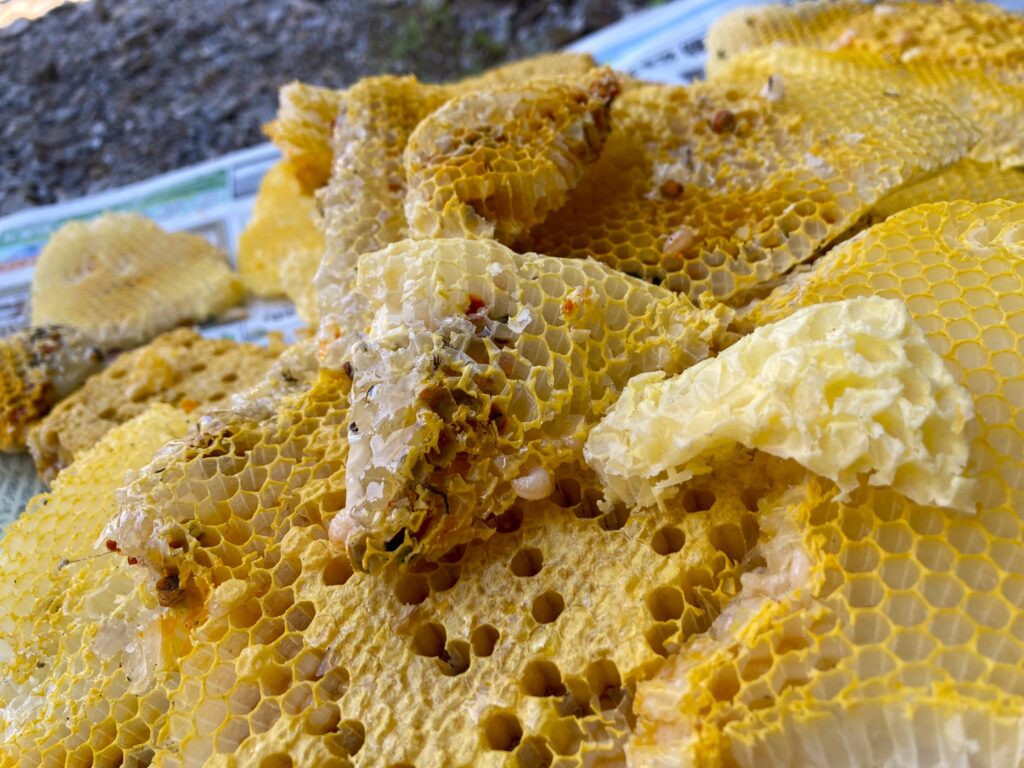蜂の巣撤去して採れたて蜂蜜食べました🐝