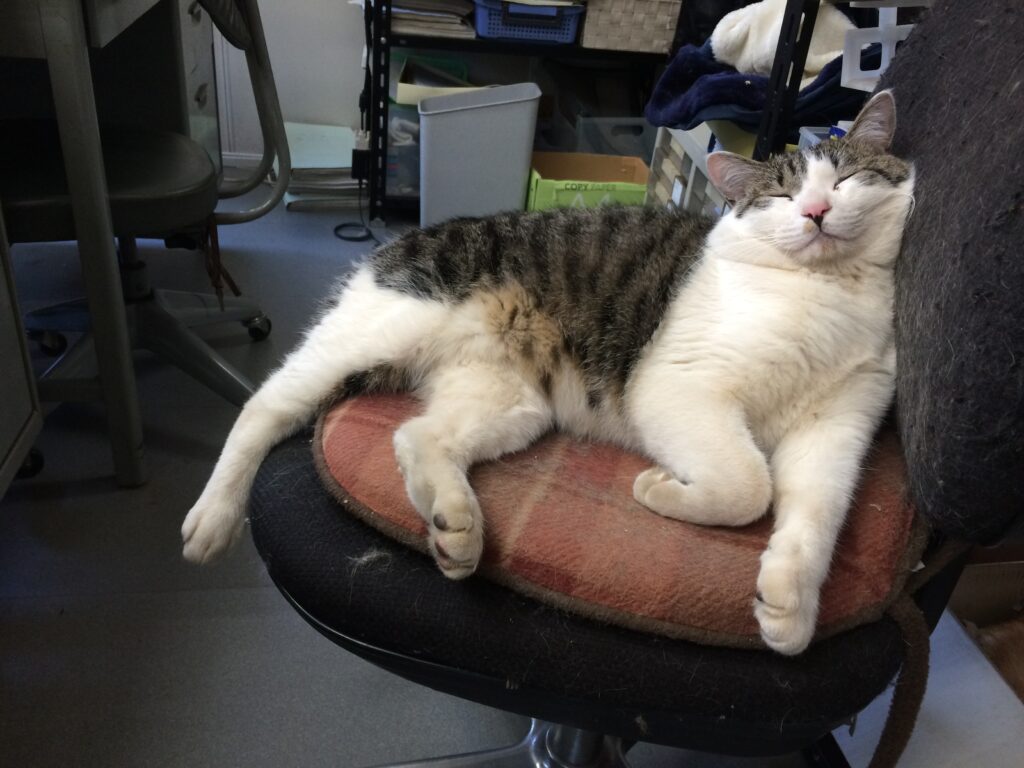 看板猫