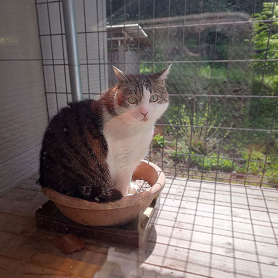 まめ