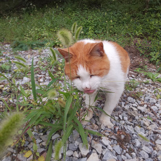 みかん