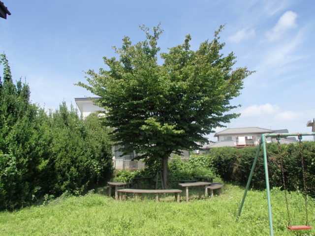 tree